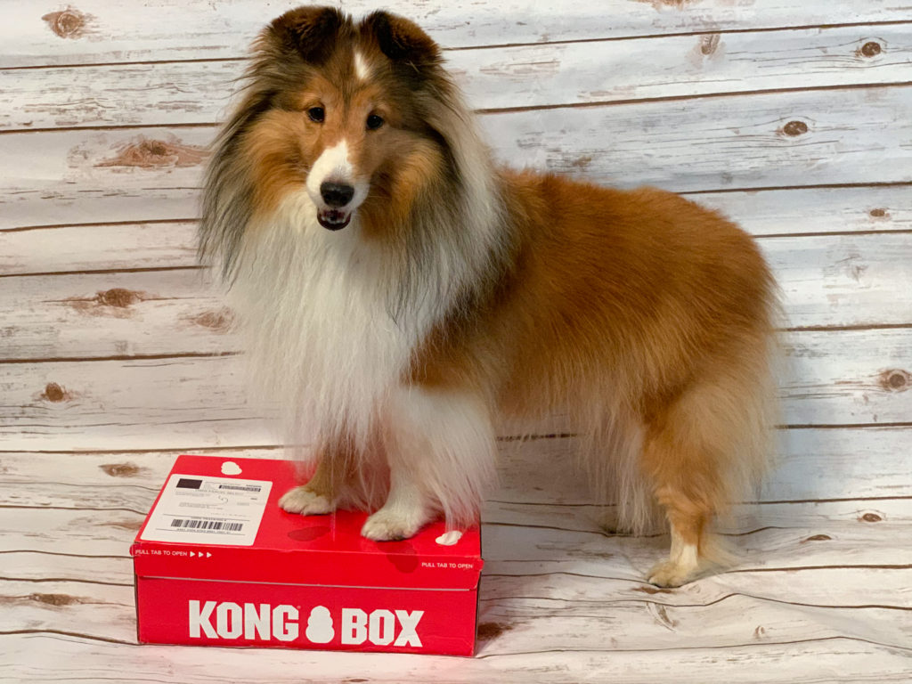 KONG Box Review