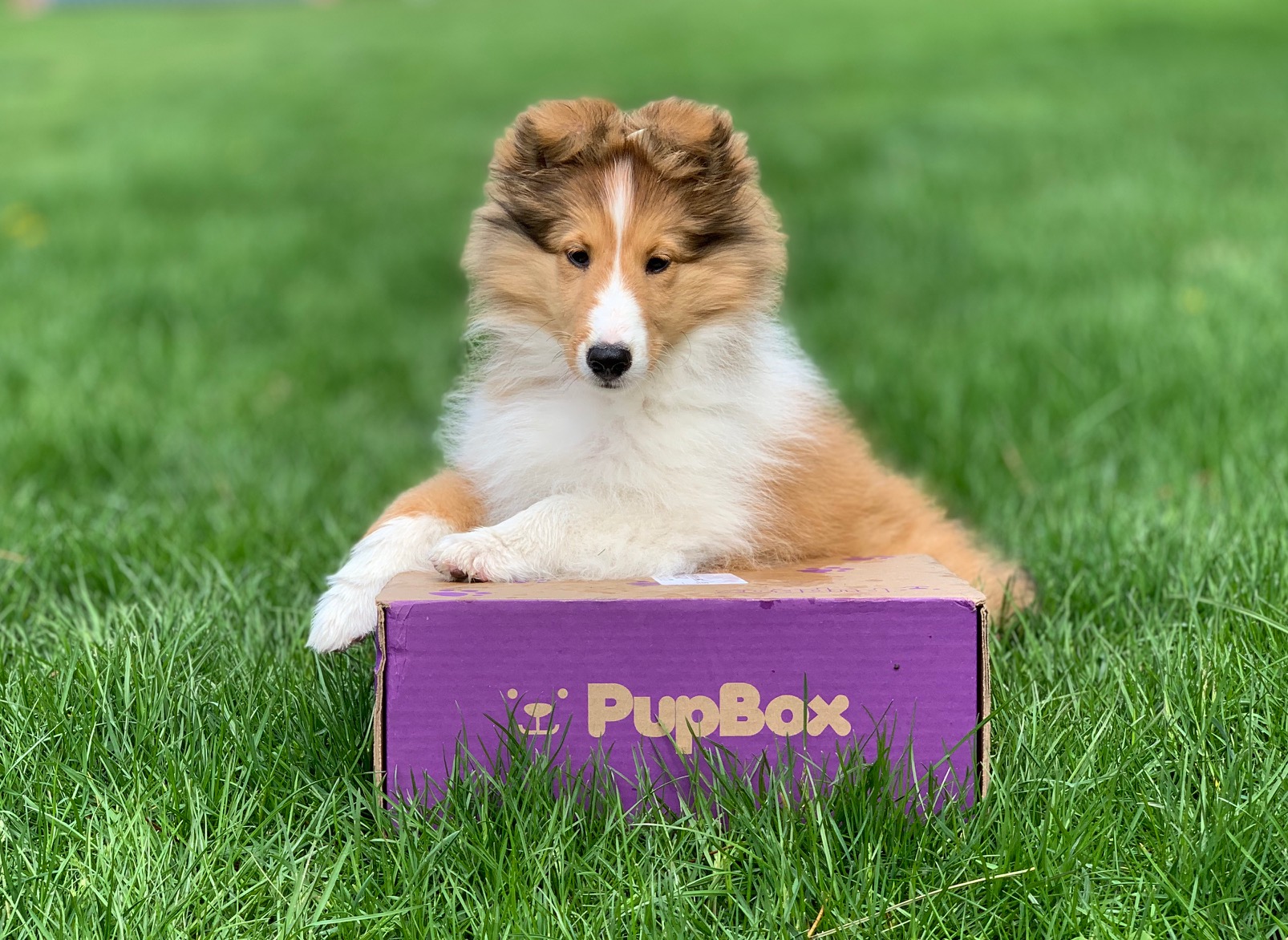 PupBox