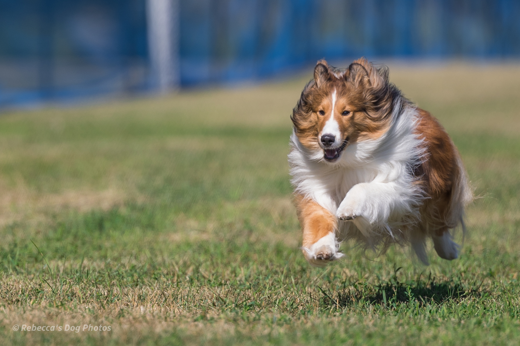 Bindi Fast CAT July 2022